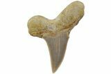 Serrated Sokolovi (Auriculatus) Shark Tooth - Dakhla, Morocco #225231-1